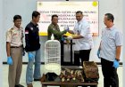 Karantina Merauke Ungkap Upaya Penyeludupan Burung Cendrawasih: Semua Satwa Diserahterimakan ke BKSDA Merauke