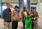 Karantina Jayapura Gagalkan Aksi Kejam, Penyelundupan 7 Ekor Cendrawasih Dibungkus Karton
