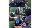 Warga Sipil di Ilaga Kembali Menjadi Korban Akibat Serangan Brutal KST