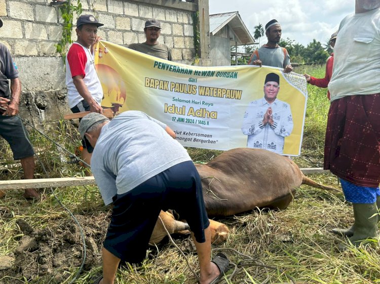 Paulus Waterpauw Salurkan Hewan Kurban hingga Perbatasan Papua/ist