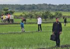 Presiden Jokowi Tekankan Kemandirian Pangan di Merauke: Solusi Krisis Pangan Global dan Pemulihan Ekologis