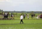 Mentan Amran Kembangkan Varietas Padi Adaptif Perubahan Iklim di Lumbung Pangan Merauke