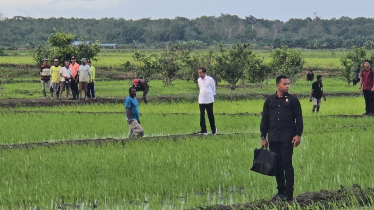 Presiden Joko Widodo saat meninjau langsung pertanian di Merauke
