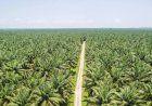 Pembangunan Kebun Sawit Koperasi Iska Bekai Dimulai Dengan Pembuatan Jalan Untuk Memperlancar Akses dan Mobilitas Masyarakat