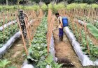 Jaga Ketahanan Pangan, Babinsa Koramil 1711-02/MT Bantu Warga Tanam Jagung