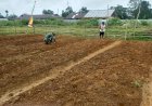 Wujudkan Hanpangan, Babinsa 1711-13/GTR Bantu Petani Tanam Sayur Kol dan Bersihkan Lahan