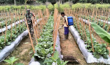Jaga Ketahanan Pangan, Babinsa Koramil 1711-02/MT Bantu Warga Tanam Jagung