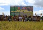 Dari Awal Hingga Panen Raya: Kronologi Kolaborasi TNI dan Pemda Mappi di Kampung Mur