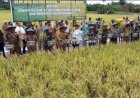 Panen Raya Padi di Kampung Mur: Sebuah Harapan Baru untuk Masyarakat Mappi