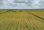 Panen Raya Padi Seluas 14.000 Hektar Hasil Optimasi Lahan di Merauke