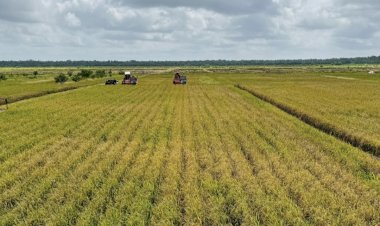 Panen Raya Padi Seluas 14.000 Hektar Hasil Optimasi Lahan di Merauke