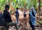 REDESIGNING TOURISM POTENTIAL IN SUPPORTING LOCAL FOOD CULTURE FESTIVALS IN PAPUA REGION
