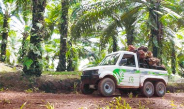 Sektor Kelapa Sawit Rambah Penggunaan Kendaraan Listrik