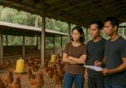 Dari Kandang ke Ketahanan Pangan: Ketika Perguruan Tinggi Turun ke Kampung