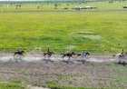 Pacuan Kuda Tradisional Papua Selatan Meriahkan Salor Dua dan Angkat Prestasi Joki Lokal