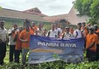Petugas dan Warga Binaan Lapas Merauke Panen Petatas