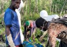 Pria Tanpa Identitas Ditemukan Meninggal di Selat Mariana, Distrik Tabonji